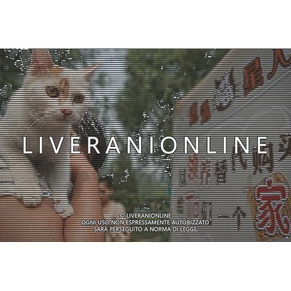 (120825) -- BEIJING, Aug. 25, 2012 () -- A stray cat awaits adoption at a cat-lovers\' activity held at the Chaoyang Park in Beijing, capital of China, Aug. 25, 2012. Thirty stray cats were brought to the two-day activity which began on Sunday. Organizers hoped the event will help promote the adoption, rather than buying, of stray cats. (/Cheng Tingting) (lmm) ©photoshot/AGENZIA ALDO LIVERANI SAS - ITALY ONLY - Trenta gatti randagi in attesa di adozione presso il Parco Chaoyang a Pechino, capitale della Cina, 25 agosto 2012.