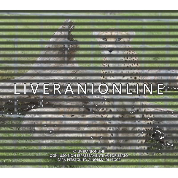 Northern cheetah cubs pictured with mum Dubai. A litter of Northern cheetah cubs spent their first weeks tucked up behind the scenes with mum Dubai but have now made their public debut at ZSL Whipsnade Zoo\'s Cheetah Rock enclosure at ZSL Whipsnade Zoo in Dunstable, Bedfordshire. 29th August 2012. PHOTOSHOT- .AG ALDO LIVERANI SAS ITALY ONLY -