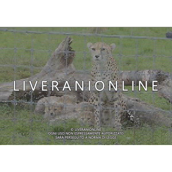 Northern cheetah cubs pictured with mum Dubai. A litter of Northern cheetah cubs spent their first weeks tucked up behind the scenes with mum Dubai but have now made their public debut at ZSL Whipsnade Zoo\'s Cheetah Rock enclosure at ZSL Whipsnade Zoo in Dunstable, Bedfordshire. 29th August 2012. PHOTOSHOT- .AG ALDO LIVERANI SAS ITALY ONLY -