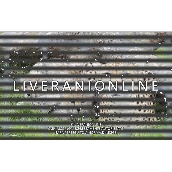 Northern cheetah cubs pictured with mum Dubai. A litter of Northern cheetah cubs spent their first weeks tucked up behind the scenes with mum Dubai but have now made their public debut at ZSL Whipsnade Zoo\'s Cheetah Rock enclosure at ZSL Whipsnade Zoo in Dunstable, Bedfordshire. 29th August 2012. PHOTOSHOT- .AG ALDO LIVERANI SAS ITALY ONLY -