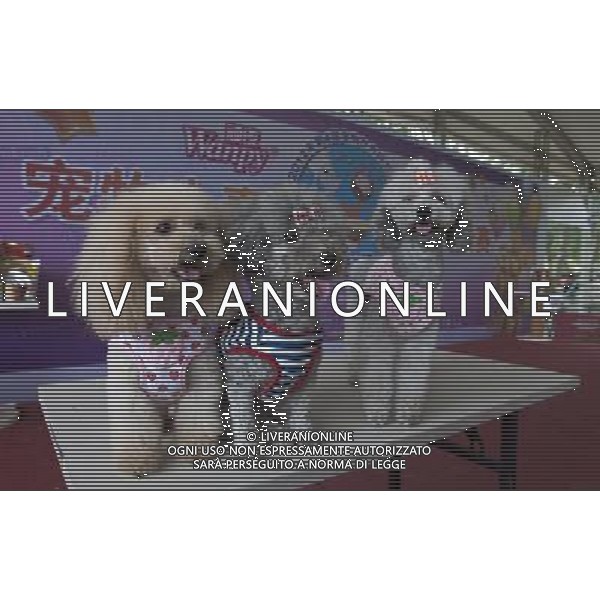 (120901) -- BEIJING, Sept. 1, 2012 () -- Three poodles wearing lovely clothes are seen during the 4th Pet World Dog Carnival at Chaoyang Park in Beijing, capital of China, Sept. 1, 2012. About 1,000 dogs participate in the carnival on Saturday. (/Zhao Bing) (lfj) ©photoshot/AGENZIA ALDO LIVERANI SAS - ITALY ONLY - Circa 1.000 cani partecipano al 4o carnevale mondiale del cane al Chaoyang Park a Pechino, capitale della Cina, 1 settembre 2012.