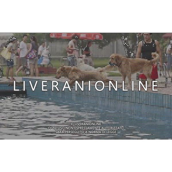 (120901) -- BEIJING, Sept. 1, 2012 () -- Two golden retrievers compete in a jumping contest during the 4th Pet World Dog Carnival at Chaoyang Park in Beijing, capital of China, Sept. 1, 2012. About 1,000 dogs participate in the carnival on Saturday. (/Zhao Bing) (lfj) ©photoshot/AGENZIA ALDO LIVERANI SAS - ITALY ONLY - Circa 1.000 cani partecipano al 4o carnevale mondiale del cane al Chaoyang Park a Pechino, capitale della Cina, 1 settembre 2012.
