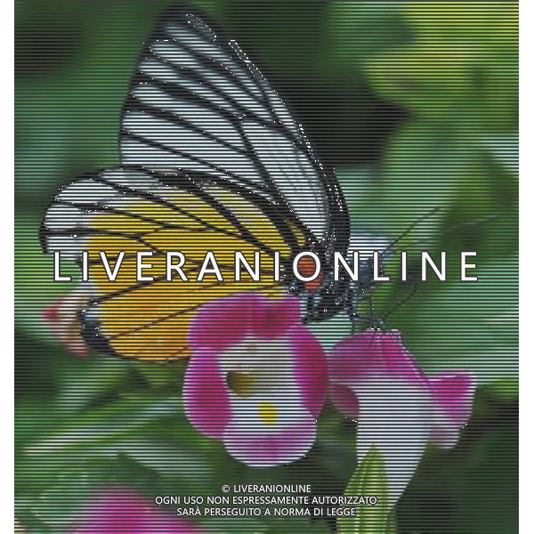 (120906) -- CHANGSHA, Sept. 6, 2012 () -- A butterfly is seen at the Hunan Forest Botanical Garden in Changsha, capital of central China\'s Hunan Province, Sept. 6, 2012. Some 20,000 butterlies and 20 categories of flowers are displayed at the garden during a \'Flowers Butterfly\' show, which started on Thursday. (/Long Hongtao) (zhs) AG ALDO LIVERANI S A S ONLY ITALY