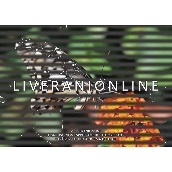 (120906) -- CHANGSHA, Sept. 6, 2012 () -- A butterfly is seen at the Hunan Forest Botanical Garden in Changsha, capital of central China\'s Hunan Province, Sept. 6, 2012. Some 20,000 butterlies and 20 categories of flowers are displayed at the garden during a \'Flowers Butterfly\' show, which started on Thursday. (/Long Hongtao) (zhs) AG ALDO LIVERANI S A S ONLY ITALY