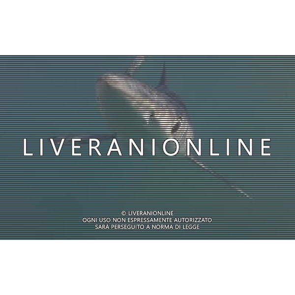 BLUE SHARK (Pionace glauca) Cornwall, UK This is the breathtaking moment a trio of divers have a close encounter with a group of killer sharks Ð off Britain. The amazing encounter happened five miles off Land\'s End between diver Charles Hood and two colleagues and five blue sharks. The ferocious creatures are among the world\'s widest ranging sharks and have been known to attack humans with four known fatalities. Experienced diver Mr Hood set out to try and see one this summer after hearing local fishermen say they\'d seen them off Cornwall. He said: \'It was very special. I\'ve only ever seen blue sharks off Cornwall once before Ð years ago. These were between five and seven feet long. We tied some mackerel to a rope Ð without hooks Ð to try and lure them. And then they appeared. I think there were five different sharks in total. \'We had two separate encounters in the space of two hours with one and two sharks at a time. They kept coming back but I think there could have been five separate sharks over the space of the two hours Ð which is incredible. It was fantastic to see them. \'Maybe it means their populations are recovering. \'We were thrilled to see them anyway.\' ©photoshot/AGENZIA ALDO LIVERANI SAS - ITALY ONLY - Pesca allo Squalo blu con subacqueo
