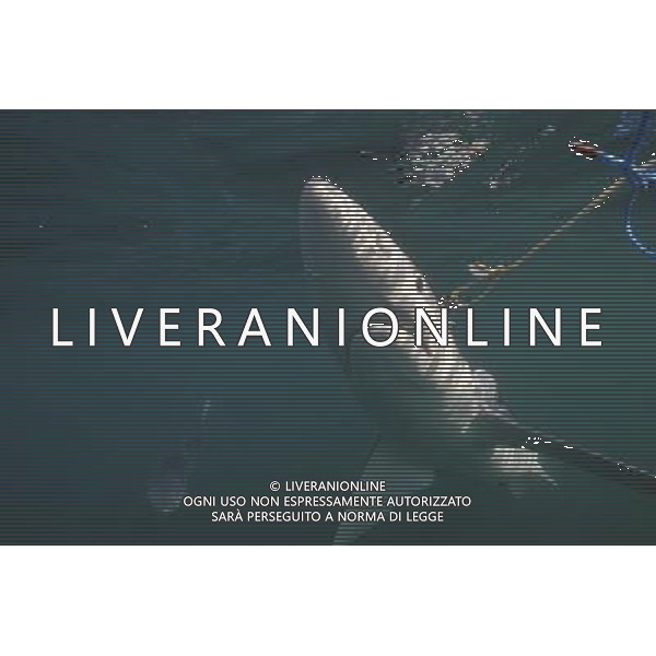 BLUE SHARK (Pionace glauca) Cornwall, UK This is the breathtaking moment a trio of divers have a close encounter with a group of killer sharks Ð off Britain. The amazing encounter happened five miles off Land\'s End between diver Charles Hood and two colleagues and five blue sharks. The ferocious creatures are among the world\'s widest ranging sharks and have been known to attack humans with four known fatalities. Experienced diver Mr Hood set out to try and see one this summer after hearing local fishermen say they\'d seen them off Cornwall. He said: \'It was very special. I\'ve only ever seen blue sharks off Cornwall once before Ð years ago. These were between five and seven feet long. We tied some mackerel to a rope Ð without hooks Ð to try and lure them. And then they appeared. I think there were five different sharks in total. \'We had two separate encounters in the space of two hours with one and two sharks at a time. They kept coming back but I think there could have been five separate sharks over the space of the two hours Ð which is incredible. It was fantastic to see them. \'Maybe it means their populations are recovering. \'We were thrilled to see them anyway.\' ©photoshot/AGENZIA ALDO LIVERANI SAS - ITALY ONLY - Pesca allo Squalo blu con subacqueo
