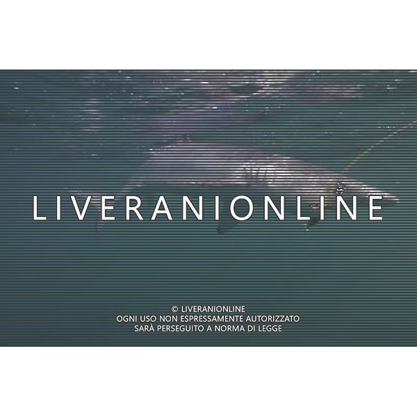 BLUE SHARK (Pionace glauca) Cornwall, UK This is the breathtaking moment a trio of divers have a close encounter with a group of killer sharks Ð off Britain. The amazing encounter happened five miles off Land\'s End between diver Charles Hood and two colleagues and five blue sharks. The ferocious creatures are among the world\'s widest ranging sharks and have been known to attack humans with four known fatalities. Experienced diver Mr Hood set out to try and see one this summer after hearing local fishermen say they\'d seen them off Cornwall. He said: \'It was very special. I\'ve only ever seen blue sharks off Cornwall once before Ð years ago. These were between five and seven feet long. We tied some mackerel to a rope Ð without hooks Ð to try and lure them. And then they appeared. I think there were five different sharks in total. \'We had two separate encounters in the space of two hours with one and two sharks at a time. They kept coming back but I think there could have been five separate sharks over the space of the two hours Ð which is incredible. It was fantastic to see them. \'Maybe it means their populations are recovering. \'We were thrilled to see them anyway.\' ©photoshot/AGENZIA ALDO LIVERANI SAS - ITALY ONLY - Pesca allo Squalo blu con subacqueo