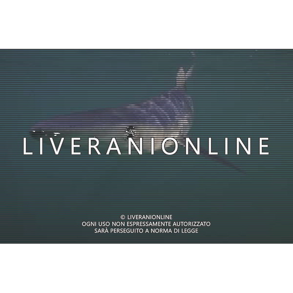 BLUE SHARK (Pionace glauca) Cornwall, UK This is the breathtaking moment a trio of divers have a close encounter with a group of killer sharks Ð off Britain. The amazing encounter happened five miles off Land\'s End between diver Charles Hood and two colleagues and five blue sharks. The ferocious creatures are among the world\'s widest ranging sharks and have been known to attack humans with four known fatalities. Experienced diver Mr Hood set out to try and see one this summer after hearing local fishermen say they\'d seen them off Cornwall. He said: \'It was very special. I\'ve only ever seen blue sharks off Cornwall once before Ð years ago. These were between five and seven feet long. We tied some mackerel to a rope Ð without hooks Ð to try and lure them. And then they appeared. I think there were five different sharks in total. \'We had two separate encounters in the space of two hours with one and two sharks at a time. They kept coming back but I think there could have been five separate sharks over the space of the two hours Ð which is incredible. It was fantastic to see them. \'Maybe it means their populations are recovering. \'We were thrilled to see them anyway.\' ©photoshot/AGENZIA ALDO LIVERANI SAS - ITALY ONLY - Pesca allo Squalo blu con subacqueo