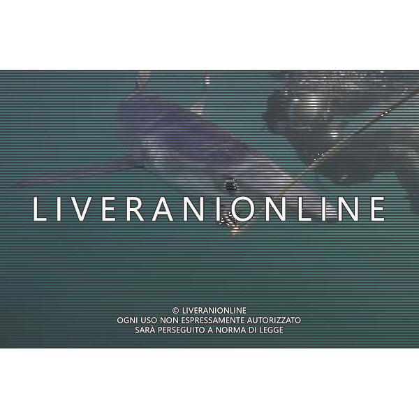 BLUE SHARK (Pionace glauca) Cornwall, UK This is the breathtaking moment a trio of divers have a close encounter with a group of killer sharks Ð off Britain. The amazing encounter happened five miles off Land\'s End between diver Charles Hood and two colleagues and five blue sharks. The ferocious creatures are among the world\'s widest ranging sharks and have been known to attack humans with four known fatalities. Experienced diver Mr Hood set out to try and see one this summer after hearing local fishermen say they\'d seen them off Cornwall. He said: \'It was very special. I\'ve only ever seen blue sharks off Cornwall once before Ð years ago. These were between five and seven feet long. We tied some mackerel to a rope Ð without hooks Ð to try and lure them. And then they appeared. I think there were five different sharks in total. \'We had two separate encounters in the space of two hours with one and two sharks at a time. They kept coming back but I think there could have been five separate sharks over the space of the two hours Ð which is incredible. It was fantastic to see them. \'Maybe it means their populations are recovering. \'We were thrilled to see them anyway.\' ©photoshot/AGENZIA ALDO LIVERANI SAS - ITALY ONLY - Pesca allo Squalo blu con subacqueo