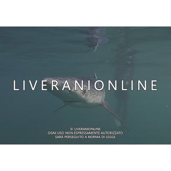 BLUE SHARK (Pionace glauca) Cornwall, UK This is the breathtaking moment a trio of divers have a close encounter with a group of killer sharks Ð off Britain. The amazing encounter happened five miles off Land\'s End between diver Charles Hood and two colleagues and five blue sharks. The ferocious creatures are among the world\'s widest ranging sharks and have been known to attack humans with four known fatalities. Experienced diver Mr Hood set out to try and see one this summer after hearing local fishermen say they\'d seen them off Cornwall. He said: \'It was very special. I\'ve only ever seen blue sharks off Cornwall once before Ð years ago. These were between five and seven feet long. We tied some mackerel to a rope Ð without hooks Ð to try and lure them. And then they appeared. I think there were five different sharks in total. \'We had two separate encounters in the space of two hours with one and two sharks at a time. They kept coming back but I think there could have been five separate sharks over the space of the two hours Ð which is incredible. It was fantastic to see them. \'Maybe it means their populations are recovering. \'We were thrilled to see them anyway.\' ©photoshot/AGENZIA ALDO LIVERANI SAS - ITALY ONLY - Pesca allo Squalo blu con subacqueo