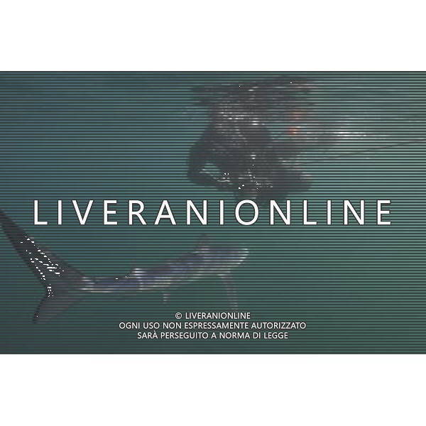 BLUE SHARK (Pionace glauca) and diver, Cornwall, UK This is the breathtaking moment a trio of divers have a close encounter with a group of killer sharks Ð off Britain. The amazing encounter happened five miles off Land\'s End between diver Charles Hood and two colleagues and five blue sharks. The ferocious creatures are among the world\'s widest ranging sharks and have been known to attack humans with four known fatalities. Experienced diver Mr Hood set out to try and see one this summer after hearing local fishermen say they\'d seen them off Cornwall. He said: \'It was very special. I\'ve only ever seen blue sharks off Cornwall once before Ð years ago. These were between five and seven feet long. We tied some mackerel to a rope Ð without hooks Ð to try and lure them. And then they appeared. I think there were five different sharks in total. \'We had two separate encounters in the space of two hours with one and two sharks at a time. They kept coming back but I think there could have been five separate sharks over the space of the two hours Ð which is incredible. It was fantastic to see them. \'Maybe it means their populations are recovering. \'We were thrilled to see them anyway.\' ©photoshot/AGENZIA ALDO LIVERANI SAS - ITALY ONLY - Pesca allo Squalo blu con subacqueo