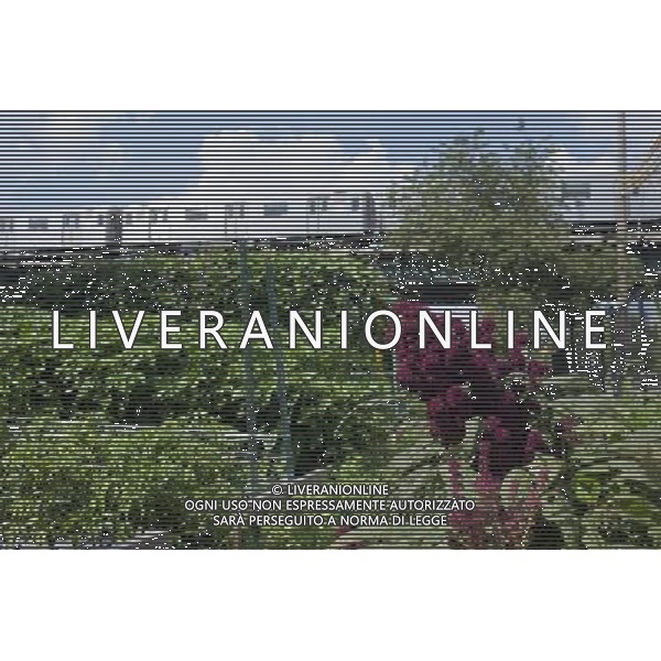 Amaranth grown in East New York Farms in Brooklyn in New York in the shadow of the elevated subway train on Saturday, September 1, 2012. The farm, which had its first season in 1998, promotes local sustainable agriculture with volunteer opportunities, a Community Supported Agriculture (CSA) program, a farmers\' market and a nine month internship program. (å Richard B. Levine) ©photoshot/AGENZIA ALDO LIVERANI SAS - ITALY ONLY - EDITORIAL USE ONLY