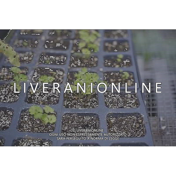 Parsley seedlings growing in a hot house in East New York Farms in Brooklyn in New York in the shadow of the elevated subway train on Saturday, September 1, 2012. The farm, which had its first season in 1998, promotes local sustainable agriculture with volunteer opportunities, a Community Supported Agriculture (CSA) program, a farmers\' market and a nine month internship program. (å Frances M. Roberts) ©photoshot/AGENZIA ALDO LIVERANI SAS - ITALY ONLY - EDITORIAL USE ONLY