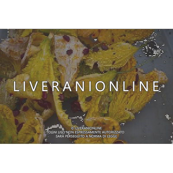 Overripe bitter melons drying in order to harvest their seeds seen in a hot house in East New York Farms in Brooklyn in New York on Saturday, September 1, 2012. The farm, which had its first season in 1998, promotes local sustainable agriculture with volunteer opportunities, a Community Supported Agriculture (CSA) program, a farmers\' market and a nine month internship program. (å Frances M. Roberts) ©photoshot/AGENZIA ALDO LIVERANI SAS - ITALY ONLY - EDITORIAL USE ONLY