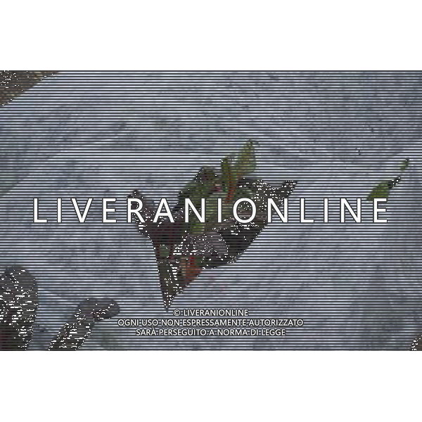 Swiss chard plants seen through an opening in a crop cover in East New York Farms in Brooklyn in New York on Saturday, September 1, 2012. The farm, which had its first season in 1998, promotes local sustainable agriculture with volunteer opportunities, a Community Supported Agriculture (CSA) program, a farmers\' market and a nine month internship program. (å Frances M. Roberts) ©photoshot/AGENZIA ALDO LIVERANI SAS - ITALY ONLY - EDITORIAL USE ONLY