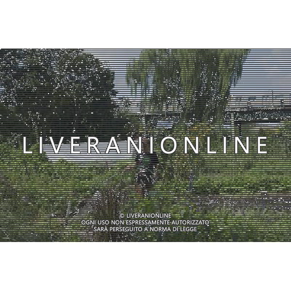 A gardener watering vegetables in East New York Farms in Brooklyn in the shadow of the elevated subway train in New York on Saturday, September 1, 2012. The farm, which had its first season in 1998, promotes local sustainable agriculture with volunteer opportunities, a Community Supported Agriculture (CSA) program, a farmers\' market and a nine month internship program. (å Frances M. Roberts) ©photoshot/AGENZIA ALDO LIVERANI SAS - ITALY ONLY - EDITORIAL USE ONLY