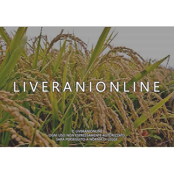 (120917) -- BAOQING, Sept. 17, 2012 () -- Photo taken on Sept. 15, 2012 shows full grain in a paddy field in Wanjinshan Township of Baoqing County in Shuangyashan City, northeast China\'s Heilongjiang Province. The province is looking forward to gain a good grain harvest, with an estimated production of above 62.5 million tonnes. (/Wang Song) (hy) ©photoshot/AGENZIA ALDO LIVERANI SAS - ITALY ONLY - Campi di grano in pieno fiore pronti per la mietitura a Wanjinshan Township di Baoqing County in Shuangyashan City, a nord est della Cina provincia di Heilongjiang