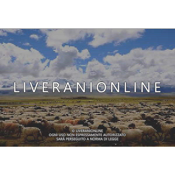 (120917) -- XIGAZE, Sept. 17, 2012 () -- A flock of sheep graze near the Quoqin Lake in Yadong County of Xigaze Prefecture, southwest China\'s Tibet Autonomous Region, Sept. 11, 2012. (/Chen Tianhu) (lfj) ©photoshot/AGENZIA ALDO LIVERANI SAS - ITALY ONLY - Vedute del paesaggio e scenari nella Prefettura Xigaze, sud-ovest Cina Regione Autonoma del Tibet.