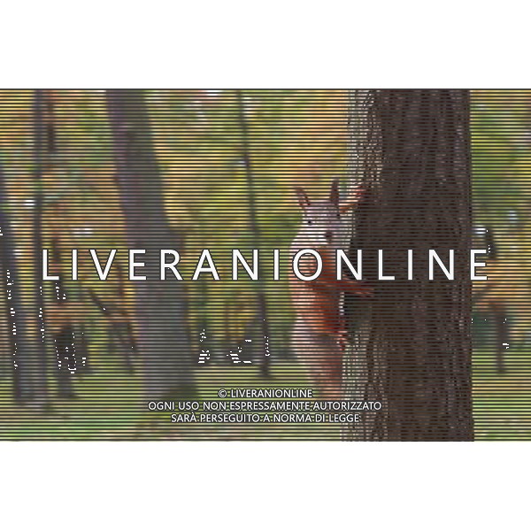 (121003) -- ST. PETERSBURG, Oct. 3, 2012 () -- A squirrel is seen in the photo taken at the Peterhof Palace near St. Petersburg, Russia, on Oct. 3, 2012. (/Lu Jinbo) AG ALDO LIVERANI S A S ONLY ITALY