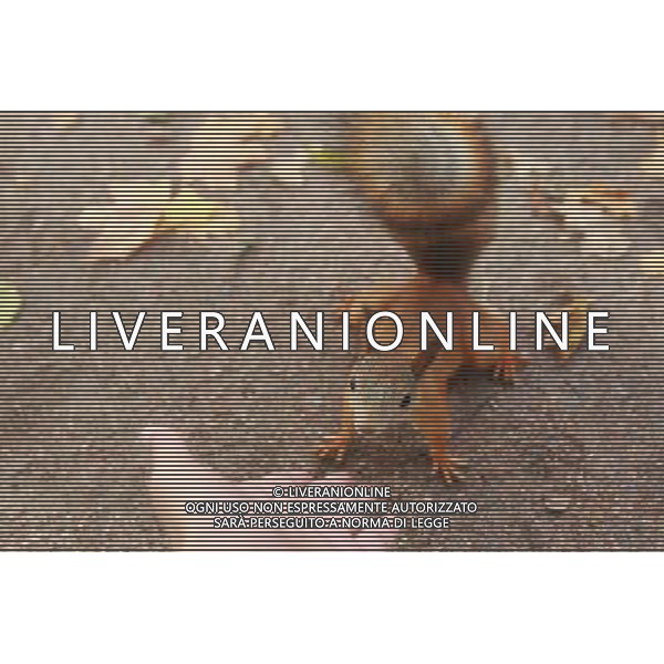 (121003) -- ST. PETERSBURG, Oct. 3, 2012 () -- A squirrel is seen in the photo taken at the Peterhof Palace near St. Petersburg, Russia, on Oct. 3, 2012. (/Lu Jinbo) AG ALDO LIVERANI S A S ONLY ITALY