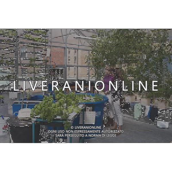 Hydroponic farming is seen on the rooftop Greenhouse Project classroom at the Manhattan School for Children in New York on Saturday, October 6, 2012. The greenhouse collects rainwater for irrigation growing their crops without carbon emissions or waste. The sustainable urban farm was created by the New York Sun Works Center. The lab teaches the students about sustainable food production and environmental science. (å Richard B. Levine) ©photoshot/AGENZIA ALDO LIVERANI SAS - ITALY ONLY - EDITORIAL USE ONLY