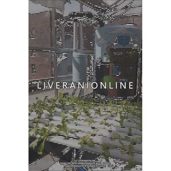 Hydroponic farming is seen on the rooftop Greenhouse Project classroom at the Manhattan School for Children in New York on Saturday, October 6, 2012. The greenhouse collects rainwater for irrigation growing their crops without carbon emissions or waste. The sustainable urban farm was created by the New York Sun Works Center. The lab teaches the students about sustainable food production and environmental science. (å Richard B. Levine) ©photoshot/AGENZIA ALDO LIVERANI SAS - ITALY ONLY - EDITORIAL USE ONLY