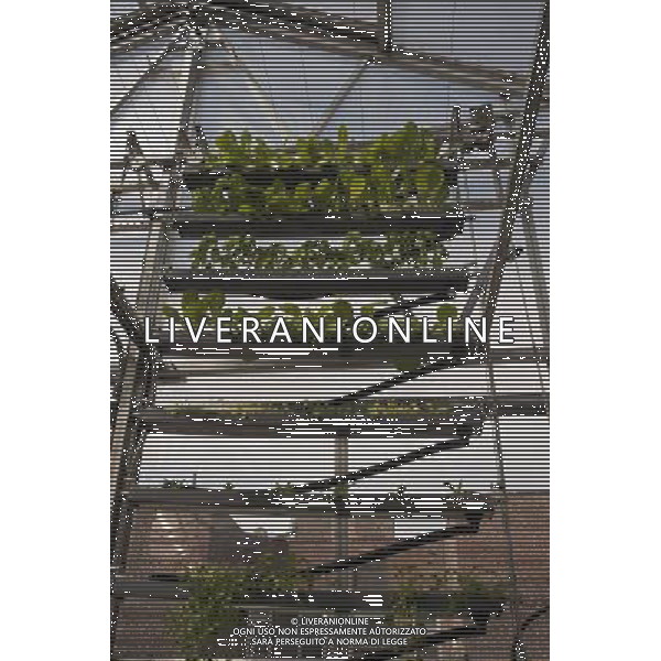 Hydroponic farming is seen on the rooftop Greenhouse Project classroom at the Manhattan School for Children in New York on Saturday, October 6, 2012. The greenhouse collects rainwater for irrigation growing their crops without carbon emissions or waste. The sustainable urban farm was created by the New York Sun Works Center. The lab teaches the students about sustainable food production and environmental science. (å Richard B. Levine) ©photoshot/AGENZIA ALDO LIVERANI SAS - ITALY ONLY - EDITORIAL USE ONLY