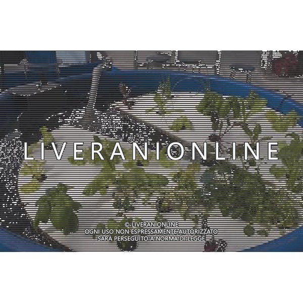 Aquaponic farming is seen on the rooftop Greenhouse Project classroom at the Manhattan School for Children in New York on Saturday, October 6, 2012. The greenhouse collects rainwater for irrigation growing their crops without carbon emissions or waste. The sustainable urban farm was created by the New York Sun Works Center. The lab teaches the students about sustainable food production and environmental science. (å Richard B. Levine) ©photoshot/AGENZIA ALDO LIVERANI SAS - ITALY ONLY - EDITORIAL USE ONLY