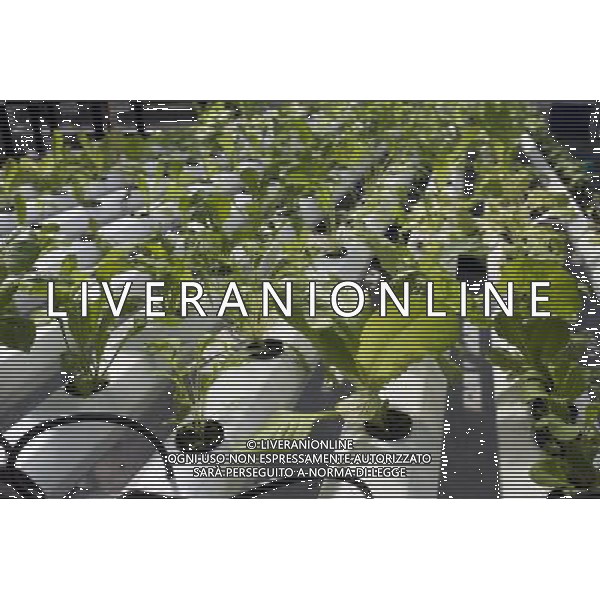 Hydroponic farming is seen on the rooftop Greenhouse Project classroom at the Manhattan School for Children in New York on Saturday, October 6, 2012. The greenhouse collects rainwater for irrigation growing their crops without carbon emissions or waste. The sustainable urban farm was created by the New York Sun Works Center. The lab teaches the students about sustainable food production and environmental science. (å Richard B. Levine) ©photoshot/AGENZIA ALDO LIVERANI SAS - ITALY ONLY - EDITORIAL USE ONLY
