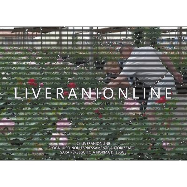 (121010) -- PRETORIA, Oct. 10, 2012 () -- Local people take photos of roses at the Ludwig\'s Rose Garden during the annual Spring Rose Festival in Pretoria, South Africa, Oct. 9, 2012. (/Li Qihua) (zyw) ©photoshot/AGENZIA ALDO LIVERANI SAS - ITALY ONLY - Giardini di rose fiorite della Ludwig durante il Festival annuale di primavera della Rosa a Pretoria, Sud Africa, 9 ott 2012 .