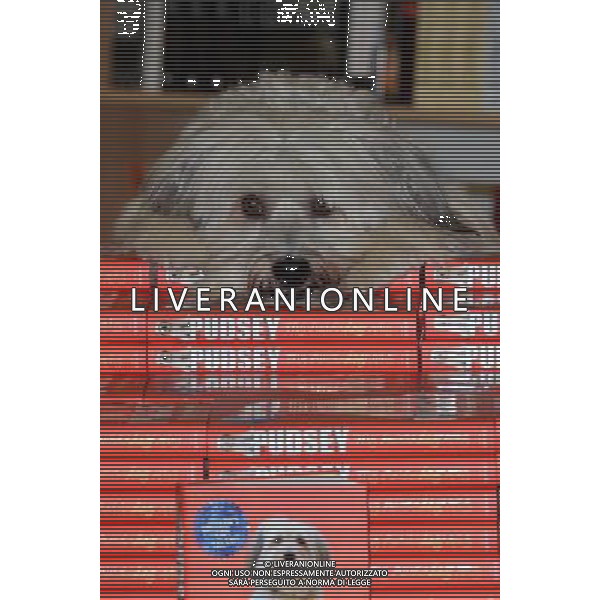 Ashleigh and Pudsey launch \'Pudsey My Autobidography\' at Foyles Bookshop, Charing Cross Road, London, on October 10th 2012 AG ALDO LIVERANI S A S ONLY ITALY