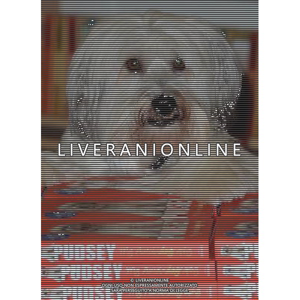 Ashleigh and Pudsey launch \'Pudsey My Autobidography\' at Foyles Bookshop, Charing Cross Road, London, on October 10th 2012 AG ALDO LIVERANI S A S ONLY ITALY