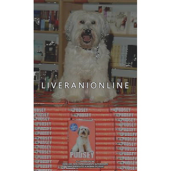 Ashleigh and Pudsey launch \'Pudsey My Autobidography\' at Foyles Bookshop, Charing Cross Road, London, on October 10th 2012 AG ALDO LIVERANI S A S ONLY ITALY