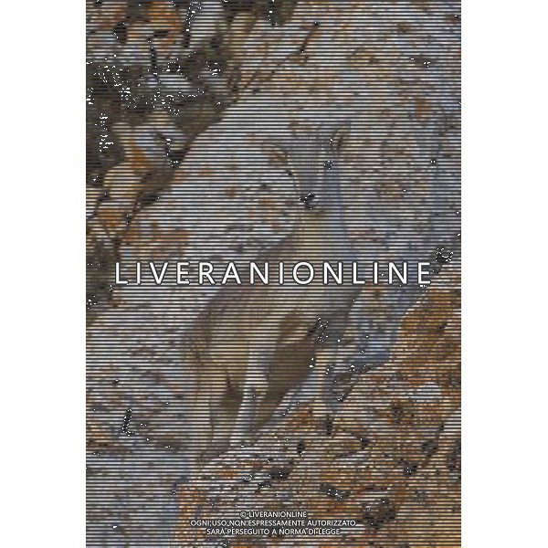 (121021) -- NAGQU, Oct. 21, 2012 () -- Photo taken on Oct. 20, 2012 shows a bharal, or blue sheep, on Qiangtang Grassland in southwest China\'s Tibet Autonomous Region. Qiangtang Nature Reserve covers an area of more than 200,000 sq km in northern Tibet. The reserve is home to over 400 kinds of wild animals. (/Liu Kun) (zkr) ©photoshot/AGENZIA ALDO LIVERANI SAS - ITALY ONLY - La Riserva Naturale Qiangtang Grassland si estende su una superficie di oltre 200.000 kmq nel nord del Tibet con oltre 400 specie di animali selvatici - Nagqu, Cina 21 ottobre 2012