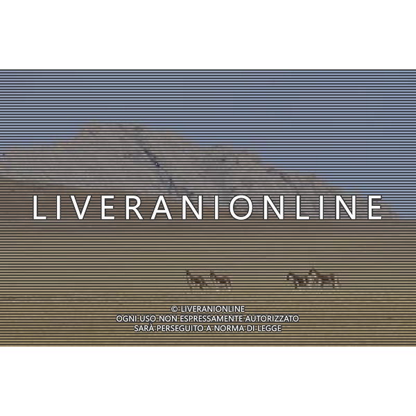 (121021) -- NAGQU, Oct. 21, 2012 () -- Photo taken on Oct. 20, 2012 shows Tibetan wild donkeys on Qiangtang Grassland in southwest China\'s Tibet Autonomous Region. Qiangtang Nature Reserve covers an area of more than 200,000 sq km in northern Tibet. The reserve is home to over 400 kinds of wild animals. (/Liu Kun) (zkr) ©photoshot/AGENZIA ALDO LIVERANI SAS - ITALY ONLY - La Riserva Naturale Qiangtang Grassland si estende su una superficie di oltre 200.000 kmq nel nord del Tibet con oltre 400 specie di animali selvatici - Nagqu, Cina 21 ottobre 2012