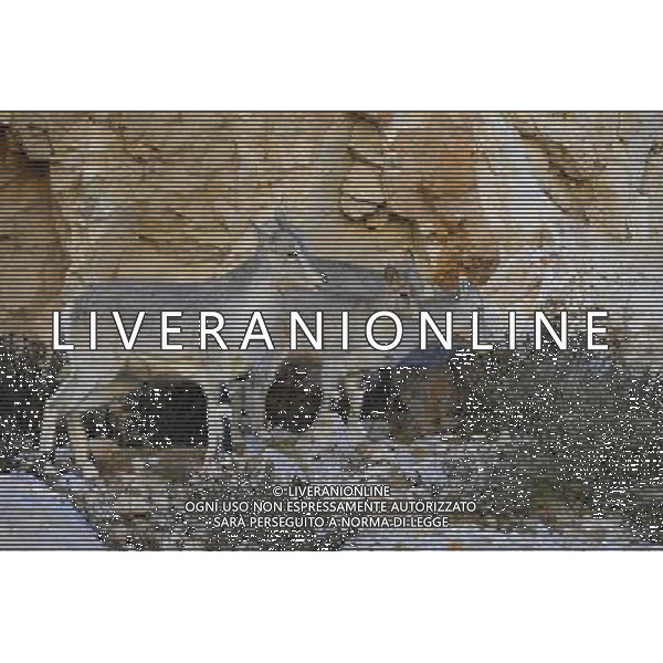 (121021) -- NAGQU, Oct. 21, 2012 () -- Photo taken on Oct. 20, 2012 shows bharals, or blue sheep, on Qiangtang Grassland in southwest China\'s Tibet Autonomous Region. Qiangtang Nature Reserve covers an area of more than 200,000 sq km in northern Tibet. The reserve is home to over 400 kinds of wild animals. (/Liu Kun) (zkr) ©photoshot/AGENZIA ALDO LIVERANI SAS - ITALY ONLY - La Riserva Naturale Qiangtang Grassland si estende su una superficie di oltre 200.000 kmq nel nord del Tibet con oltre 400 specie di animali selvatici - Nagqu, Cina 21 ottobre 2012