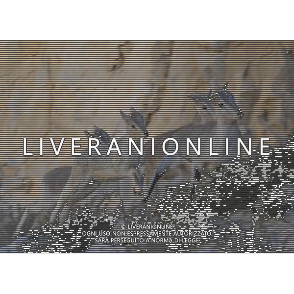 (121021) -- NAGQU, Oct. 21, 2012 () -- Photo taken on Oct. 20, 2012 shows some bharals, or blue sheep, on Qiangtang Grassland in southwest China\'s Tibet Autonomous Region. Qiangtang Nature Reserve covers an area of more than 200,000 sq km in northern Tibet. The reserve is home to over 400 kinds of wild animals. (/Liu Kun) (zkr) ©photoshot/AGENZIA ALDO LIVERANI SAS - ITALY ONLY - La Riserva Naturale Qiangtang Grassland si estende su una superficie di oltre 200.000 kmq nel nord del Tibet con oltre 400 specie di animali selvatici - Nagqu, Cina 21 ottobre 2012