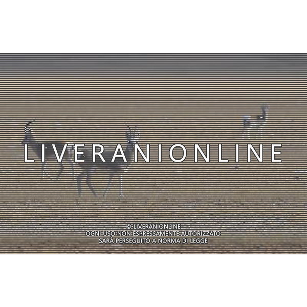 (121021) -- NAGQU, Oct. 21, 2012 () -- Photo taken on Oct. 20, 2012 shows Mongolian gazelles on Qiangtang Grassland in southwest China\'s Tibet Autonomous Region. Qiangtang Nature Reserve covers an area of more than 200,000 sq km in northern Tibet. The reserve is home to over 400 kinds of wild animals. (/Liu Kun) (zkr) ©photoshot/AGENZIA ALDO LIVERANI SAS - ITALY ONLY - La Riserva Naturale Qiangtang Grassland si estende su una superficie di oltre 200.000 kmq nel nord del Tibet con oltre 400 specie di animali selvatici - Nagqu, Cina 21 ottobre 2012