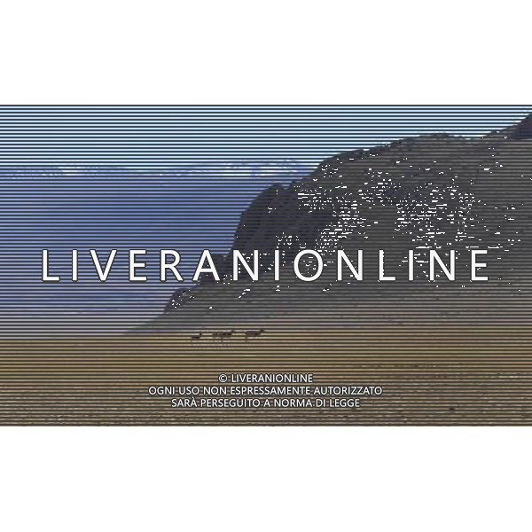 (121021) -- NAGQU, Oct. 21, 2012 () -- Photo taken on Oct. 20, 2012 shows the Tibetan Antelopes on Qiangtang Grassland in southwest China\'s Tibet Autonomous Region. Qiangtang Nature Reserve covers an area of more than 200,000 sq km in northern Tibet. The reserve is home to over 400 kinds of wild animals. (/Liu Kun) (zkr) ©photoshot/AGENZIA ALDO LIVERANI SAS - ITALY ONLY - La Riserva Naturale Qiangtang Grassland si estende su una superficie di oltre 200.000 kmq nel nord del Tibet con oltre 400 specie di animali selvatici - Nagqu, Cina 21 ottobre 2012