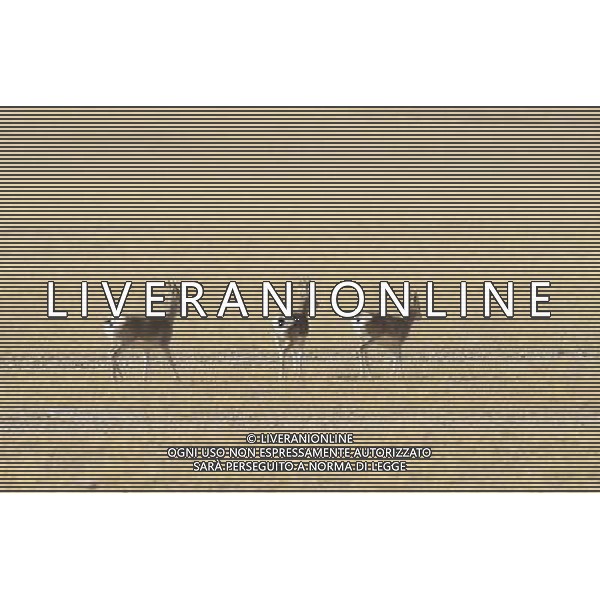 (121021) -- NAGQU, Oct. 21, 2012 () -- Photo taken on Oct. 20, 2012 shows Mongolian gazelles on Qiangtang Grassland in southwest China\'s Tibet Autonomous Region. Qiangtang Nature Reserve covers an area of more than 200,000 sq km in northern Tibet. The reserve is home to over 400 kinds of wild animals. (/Liu Kun) (zkr) ©photoshot/AGENZIA ALDO LIVERANI SAS - ITALY ONLY - La Riserva Naturale Qiangtang Grassland si estende su una superficie di oltre 200.000 kmq nel nord del Tibet con oltre 400 specie di animali selvatici - Nagqu, Cina 21 ottobre 2012