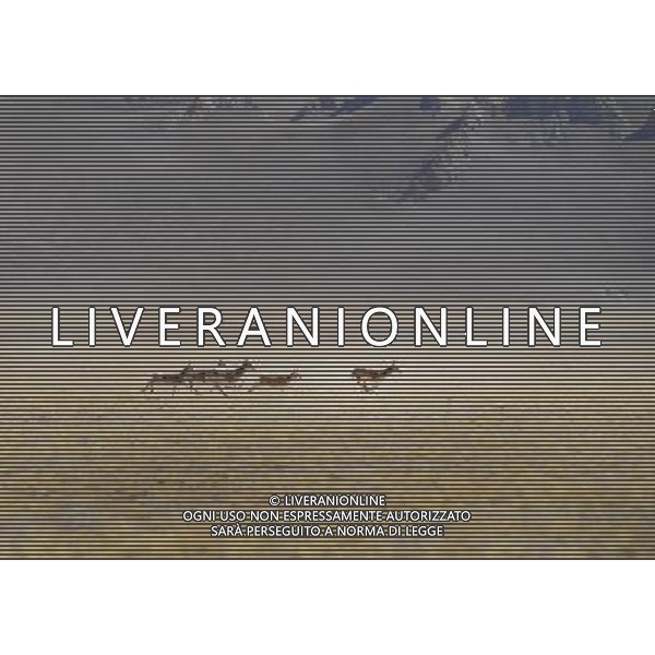 (121021) -- NAGQU, Oct. 21, 2012 () -- Photo taken on Oct. 20, 2012 shows the Tibetan Antelopes on Qiangtang Grassland in southwest China\'s Tibet Autonomous Region. Qiangtang Nature Reserve covers an area of more than 200,000 sq km in northern Tibet. The reserve is home to over 400 kinds of wild animals. (/Liu Kun) (zkr) ©photoshot/AGENZIA ALDO LIVERANI SAS - ITALY ONLY - La Riserva Naturale Qiangtang Grassland si estende su una superficie di oltre 200.000 kmq nel nord del Tibet con oltre 400 specie di animali selvatici - Nagqu, Cina 21 ottobre 2012