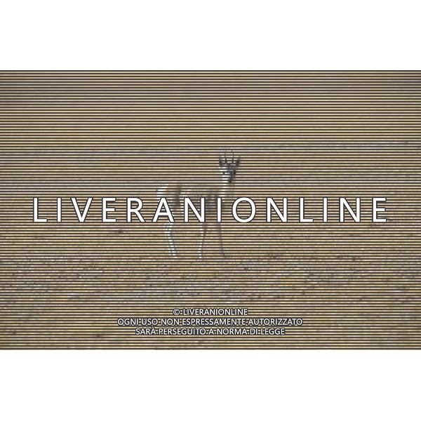 (121021) -- NAGQU, Oct. 21, 2012 () -- Photo taken on Oct. 20, 2012 shows a Mongolian gazelle on Qiangtang Grassland in southwest China\'s Tibet Autonomous Region. Qiangtang Nature Reserve covers an area of more than 200,000 sq km in northern Tibet. The reserve is home to over 400 kinds of wild animals. (/Liu Kun) (zkr) ©photoshot/AGENZIA ALDO LIVERANI SAS - ITALY ONLY - La Riserva Naturale Qiangtang Grassland si estende su una superficie di oltre 200.000 kmq nel nord del Tibet con oltre 400 specie di animali selvatici - Nagqu, Cina 21 ottobre 2012