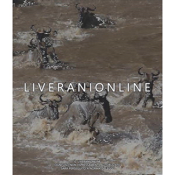 (121023) -- MASAIMARA, Oct. 23, 2012 () -- Migrating gnus run across the Mara River at Masai Mara National Reserve in Kenya, on Oct. 20, 2012. When grass withers at Serengeti National Park in north Tanzania, flocks of gnus living there start their annual migration to Masai Mara National Reserve in Kenya. (/Jiang Lin) (jl) ©photoshot/AGENZIA ALDO LIVERANI SAS - ITALY ONLY - Migrazione annuale di mandrie di gnu attraversano il fiume Mara al Masai Mara National Reserve in Kenya, il 20 ottobre 2012.