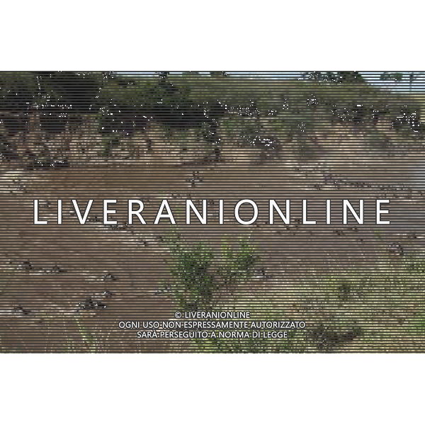 (121023) -- MASAIMARA, Oct. 23, 2012 () -- Migrating gnus run across the Mara River at Masai Mara National Reserve in Kenya, on Oct. 20, 2012. When grass withers at Serengeti National Park in north Tanzania, flocks of gnus living there start their annual migration to Masai Mara National Reserve in Kenya. (/Jiang Lin) (jl) ©photoshot/AGENZIA ALDO LIVERANI SAS - ITALY ONLY - Migrazione annuale di mandrie di gnu attraversano il fiume Mara al Masai Mara National Reserve in Kenya, il 20 ottobre 2012.