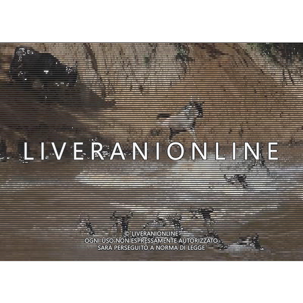 (121023) -- MASAIMARA, Oct. 23, 2012 () -- Migrating gnus run across the Mara River at Masai Mara National Reserve in Kenya, on Oct. 20, 2012. When grass withers at Serengeti National Park in north Tanzania, flocks of gnus living there start their annual migration to Masai Mara National Reserve in Kenya. (/Jiang Lin) (jl) ©photoshot/AGENZIA ALDO LIVERANI SAS - ITALY ONLY - Migrazione annuale di mandrie di gnu attraversano il fiume Mara al Masai Mara National Reserve in Kenya, il 20 ottobre 2012.