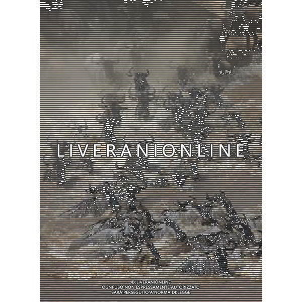 (121023) -- MASAIMARA, Oct. 23, 2012 () -- Migrating gnus run across the Mara River at Masai Mara National Reserve in Kenya, on Oct. 20, 2012. When grass withers at Serengeti National Park in north Tanzania, flocks of gnus living there start their annual migration to Masai Mara National Reserve in Kenya. (/Jiang Lin) (jl) ©photoshot/AGENZIA ALDO LIVERANI SAS - ITALY ONLY - Migrazione annuale di mandrie di gnu attraversano il fiume Mara al Masai Mara National Reserve in Kenya, il 20 ottobre 2012.