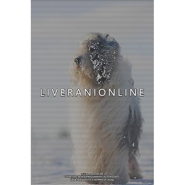 Old-English sheepdog. Tartumaa, Estonia. ©photoshot/AGENZIA ALDO LIVERANI SAS - ITALY ONLY - Bobtail o Old English Sheepdog un cane pastore da compagnia