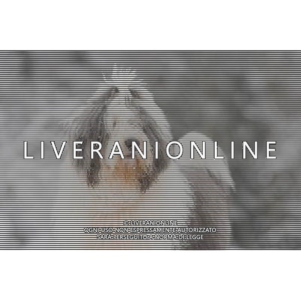 Portrait of an old-english sheepdog , Estonia ©photoshot/AGENZIA ALDO LIVERANI SAS - ITALY ONLY - Bobtail o Old English Sheepdog un cane pastore da compagnia