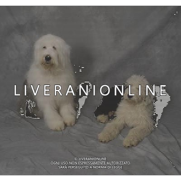 OLD ENGLISH SHEEPDOG adult \' young ©photoshot/AGENZIA ALDO LIVERANI SAS - ITALY ONLY - Bobtail o Old English Sheepdog un cane pastore da compagnia