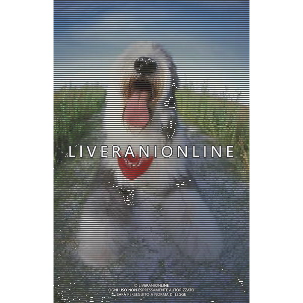 Dog Humor Old English Sheepdog wearing red bandana with tongue hanging out ©photoshot/AGENZIA ALDO LIVERANI SAS - ITALY ONLY - Bobtail o Old English Sheepdog un cane pastore da compagnia